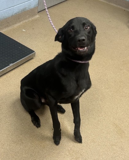 Shelter Stray Male Dog last seen Near Meadowood Ridge 22/23, 30338, GA, 3280 Chamblee Dunwoody Rd, Chamblee, GA 30341, USA