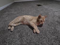 Found/Stray Male Cat last seen Broadway Covenant Church, Rockford, IL 61108