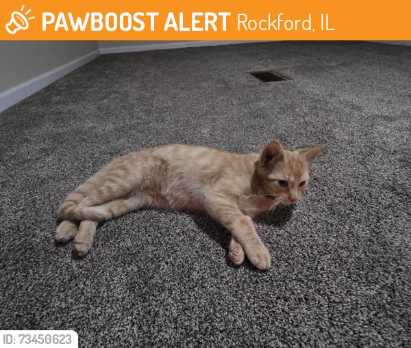 Found/Stray Male Cat last seen Broadway Covenant Church, Rockford, IL 61108