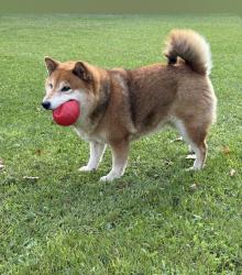 Found/Stray Female Dog last seen Stonewall, Stonewall, MB 