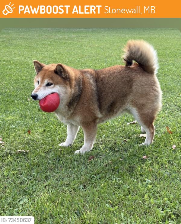 Found/Stray Female Dog last seen Stonewall, Stonewall, MB 