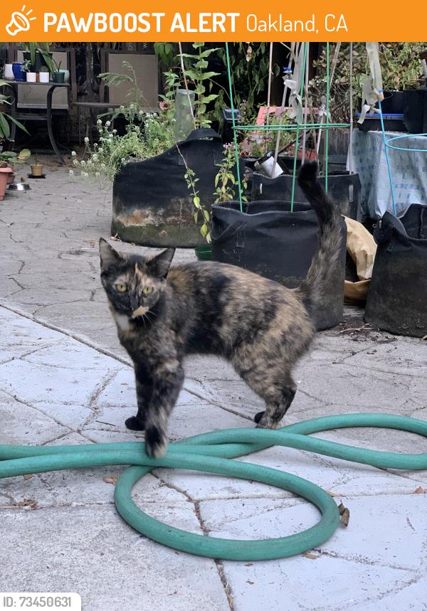 Found/Stray Female Cat last seen Harrison St and Pearl St, Oakland, CA 94611