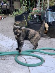 Found/Stray Female Cat last seen Harrison St and Pearl St, Oakland, CA 94611