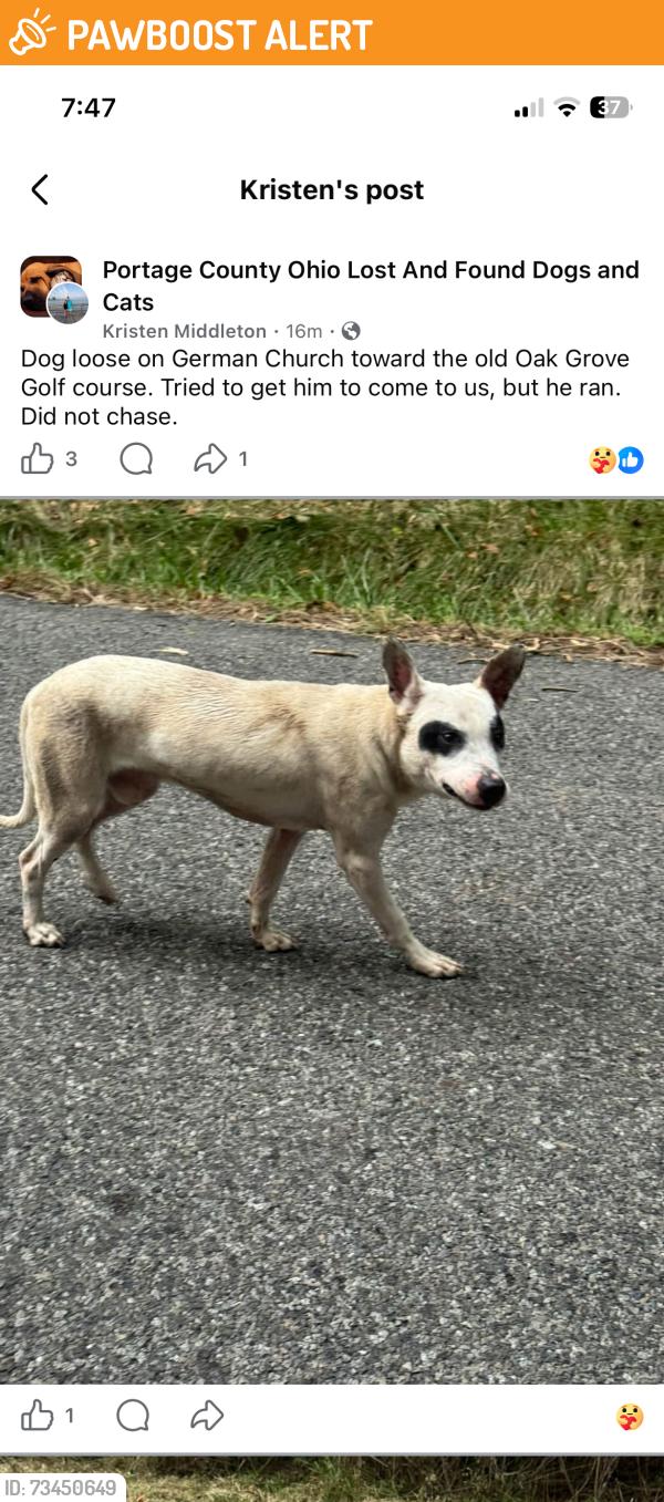 Found/Stray Unknown Dog last seen German church road Limaville Ohio 44201, German Church Rd, OH 44601