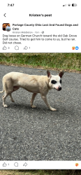 Found/Stray Unknown Dog last seen German church road Limaville Ohio 44201, German Church Rd, OH 44601