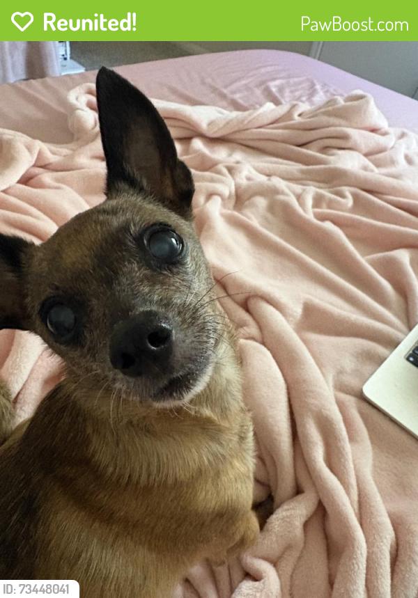 Reunited Male Dog last seen Westlock Dr, Texas 77377, USA, Harris County, TX 77377