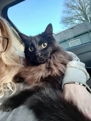 Lost Male Cat last seen Hardy and 25th Ter S, Independence, MO 64052