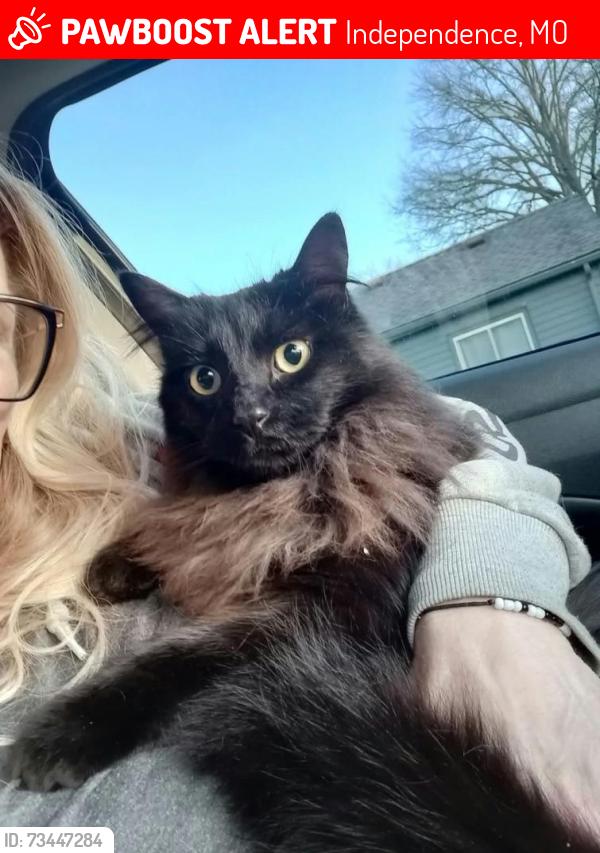 Lost Male Cat last seen Hardy and 25th Ter S, Independence, MO 64052