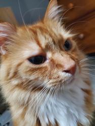 Lost Male Cat last seen Nearest main street running through the neighborhood is eaglewood, Virginia Beach, VA 23454