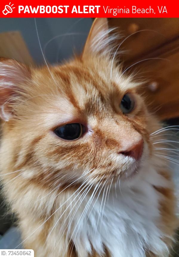 Lost Male Cat last seen Nearest main street running through the neighborhood is eaglewood, Virginia Beach, VA 23454