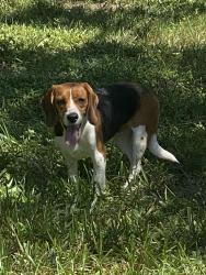 Found/Stray Female Dog last seen Ridgewood Lakes, Polk County, FL 33837