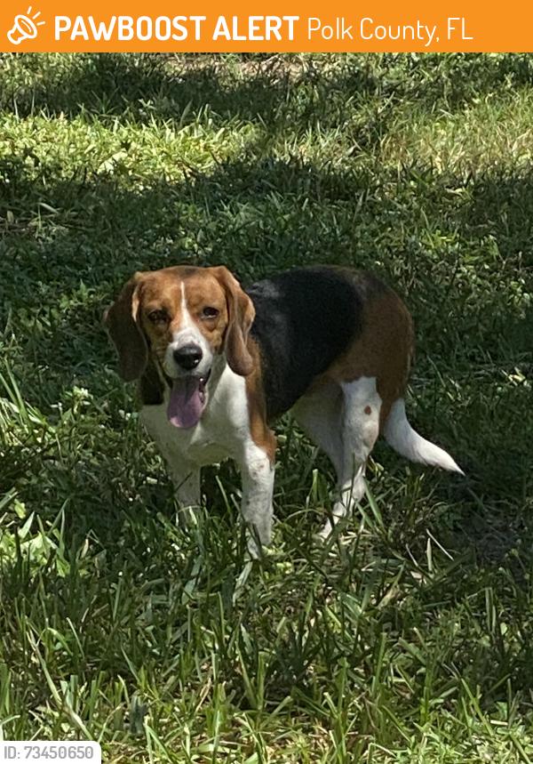 Found/Stray Female Dog last seen Ridgewood Lakes, Polk County, FL 33837