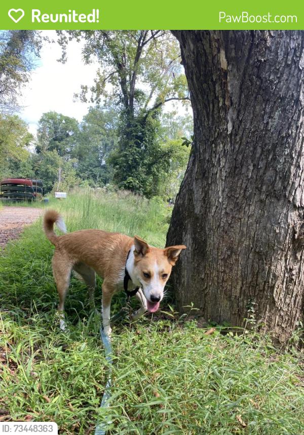 Reunited Female Dog last seen Mill st and Varina rd, Richmond, VA 23231