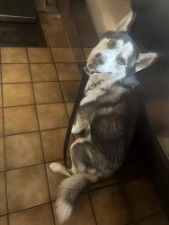 Found/Stray Unknown Dog last seen 39th ave and thunderbird, Phoenix, AZ 85029