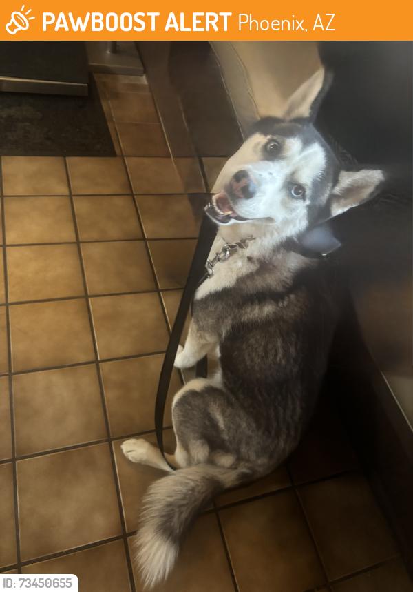 Found/Stray Unknown Dog last seen 39th ave and thunderbird, Phoenix, AZ 85029