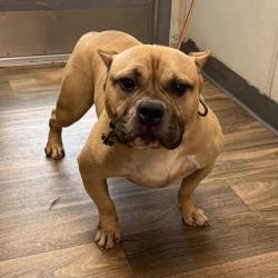 Shelter Stray Male Dog last seen Marcwade Drive, San Diego, CA, 92154, 5500 Gaines St, San Diego, CA 92110, USA