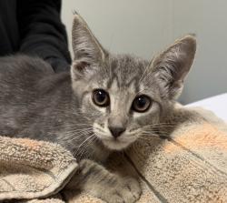 Shelter Stray Female Cat last seen Near Tocayo Avenue, San Diego, CA, 92154, 5500 Gaines St, San Diego, CA 92110, USA