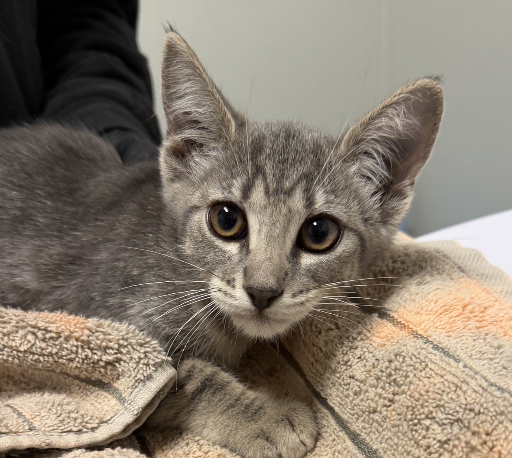 Shelter Stray Female Cat last seen Near Tocayo Avenue, San Diego, CA, 92154, 5500 Gaines St, San Diego, CA 92110, USA