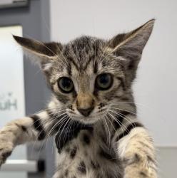 Shelter Stray Female Cat last seen Near Tocayo Avenue, San Diego, CA, 92154, 5500 Gaines St, San Diego, CA 92110, USA