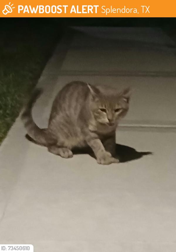 Found/Stray Unknown Cat last seen Near Red Knot Run, Splendora, TX 77372