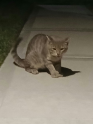 Found/Stray Unknown Cat last seen Near Red Knot Run, Splendora, TX 77372