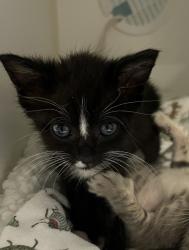 Shelter Stray Female Cat last seen Sycamore Road, San Diego, CA, 92173, 5500 Gaines St, San Diego, CA 92110, USA