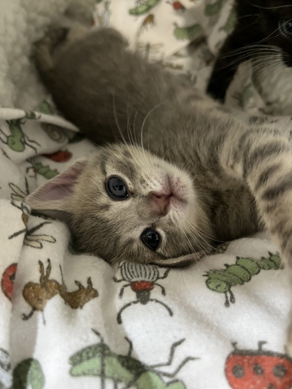 Shelter Stray Female Cat last seen Near Gaines, San Diego, CA, 92110, 5500 Gaines St, San Diego, CA 92110, USA