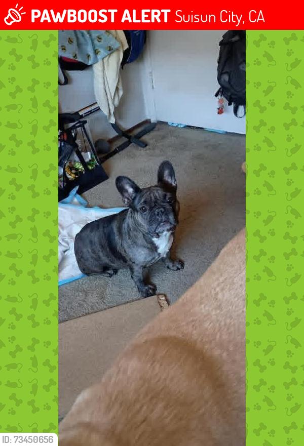 Lost Female Dog last seen Fulmar, Suisun City, CA 94585