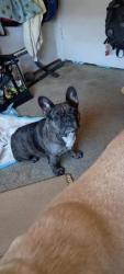 Lost Female Dog last seen Fulmar, Suisun City, CA 94585