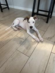 Found/Stray Male Dog last seen Gambler Road, San Antonio, TX, San Antonio, TX 78219