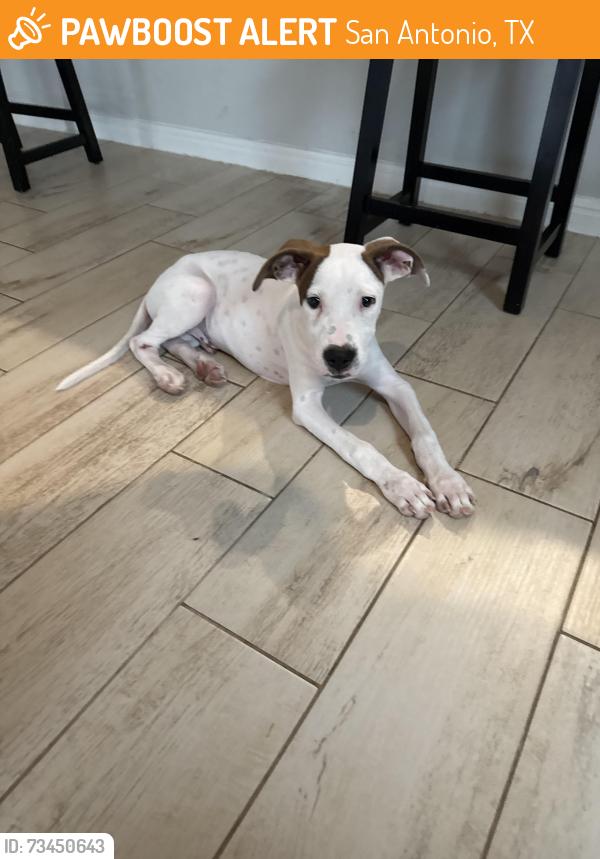 Found/Stray Male Dog last seen Gambler Road, San Antonio, TX, San Antonio, TX 78219