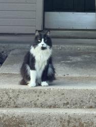 Lost Male Cat last seen Samuel and Hood Dr, near MacArthur, Coppell, TX 75019