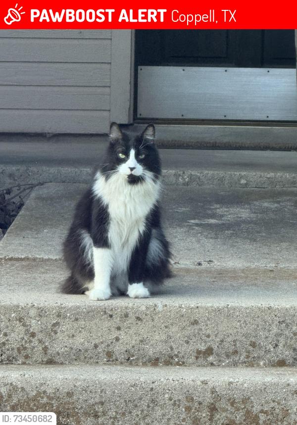 Lost Male Cat last seen Samuel and Hood Dr, near MacArthur, Coppell, TX 75019