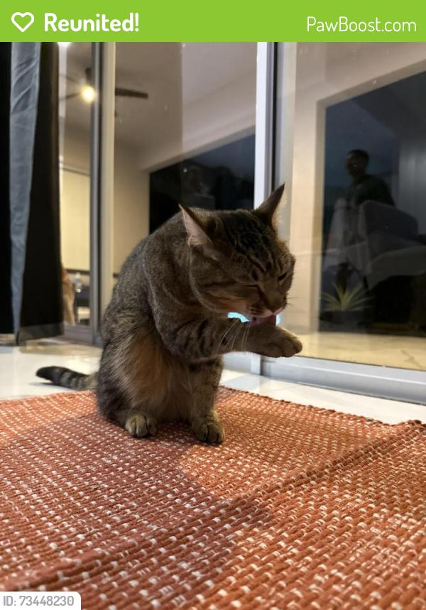 Reunited Female Cat last seen Brookstone neighborhood on maguire, Ocoee, FL 34761