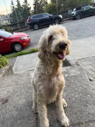 Found/Stray Unknown Dog last seen 46th and Aurora, Seattle, WA 98103