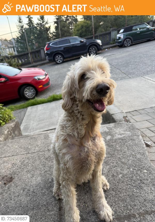 Found/Stray Unknown Dog last seen 46th and Aurora, Seattle, WA 98103
