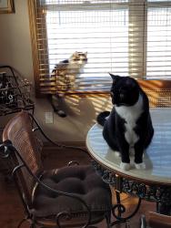 Lost Male Cat last seen 25th Street between Cornhusker and Childs Road, Melbourne, VIC 