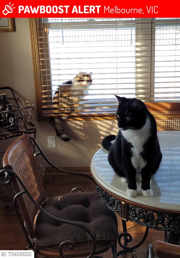 Lost Male Cat last seen 25th Street between Cornhusker and Childs Road, Melbourne, VIC 