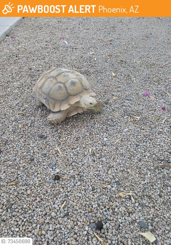 Found/Stray Unknown Reptile last seen Tracy ln., Phoenix, AZ 85023
