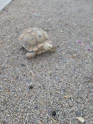 Found/Stray Unknown Reptile last seen Tracy ln., Phoenix, AZ 85023