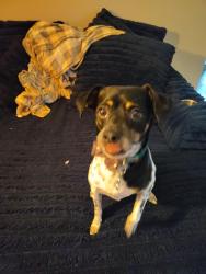 Lost Male Dog last seen JJ's shell gas station, Larimer County, CO 80526