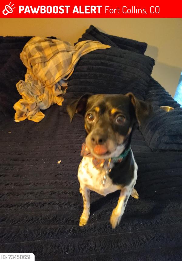 Lost Male Dog last seen JJ's shell gas station, Larimer County, CO 80526