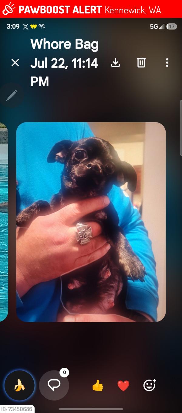 Lost Female Dog last seen Near th and johnson, Kennewick, WA 99336