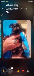 Lost Female Dog last seen Near th and johnson, Kennewick, WA 99336
