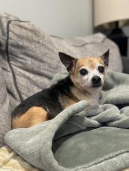 Lost Female Dog last seen Sterling St near the recycling center, Sedro-Woolley, WA 98284