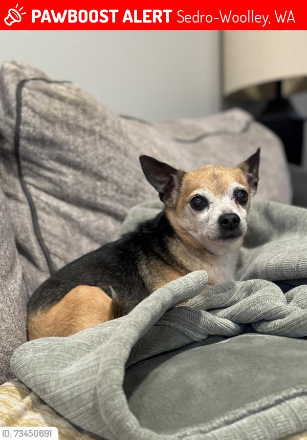 Lost Female Dog last seen Sterling St near the recycling center, Sedro-Woolley, WA 98284