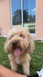 Reunited Male Dog last seen Mariposa Elementary School, Port St. Lucie, FL 34952