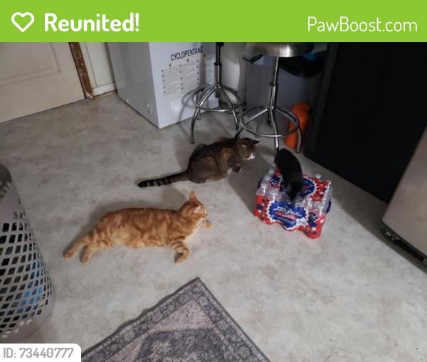 Reunited Male Cat last seen N Rocksprings st, Athens, GA 30606