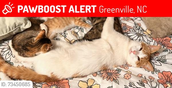 Lost Male Cat last seen Backjack, Greenville, NC 27858