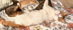 Lost Male Cat last seen Backjack, Greenville, NC 27858